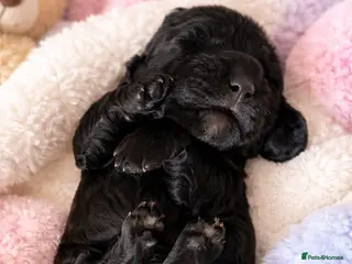 Cockapoo dogs 🌟 1 boy available 🌟 Cockapoo - Advert 18