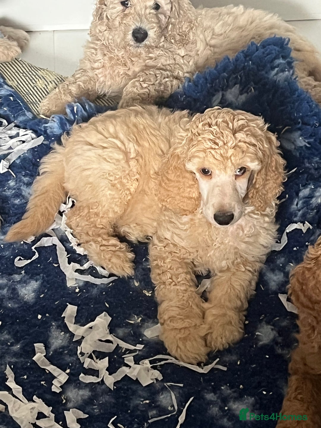 Standard Poodle dogs for sale: one  handsome loving boy available  in Newmarket - Image 10