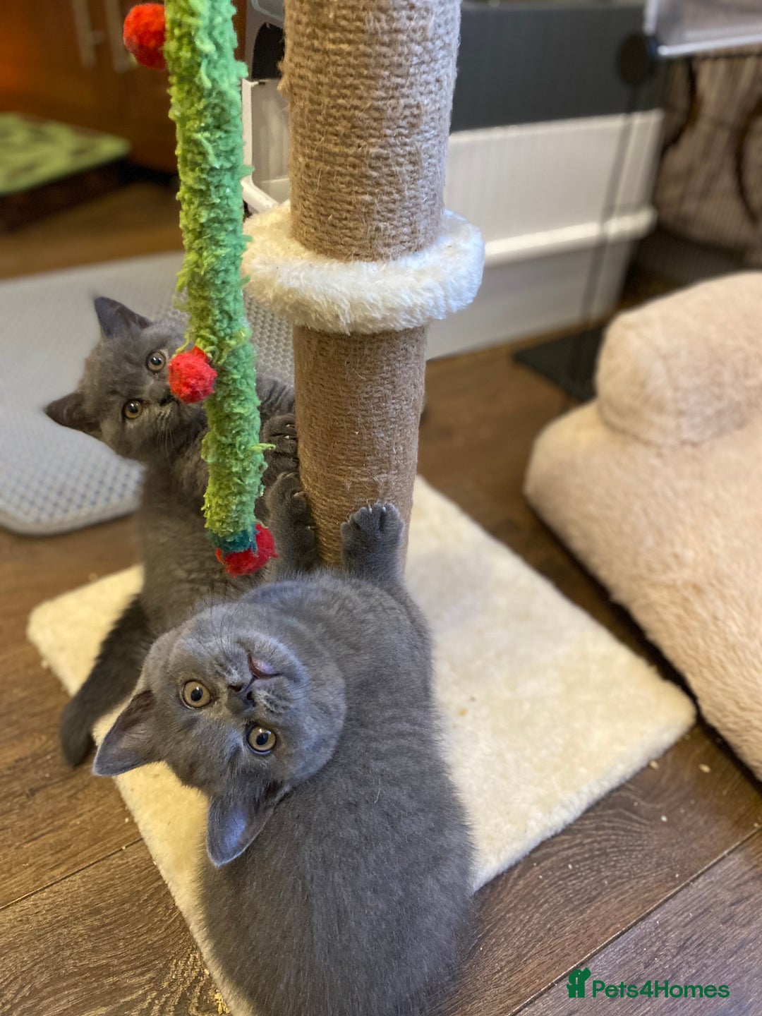 British Shorthair cats for sale: ❤️GCCF❤️ONE GIRL LEFT❤️READY❤️ BRITISH SHORTHAIR❤️ - Image 6