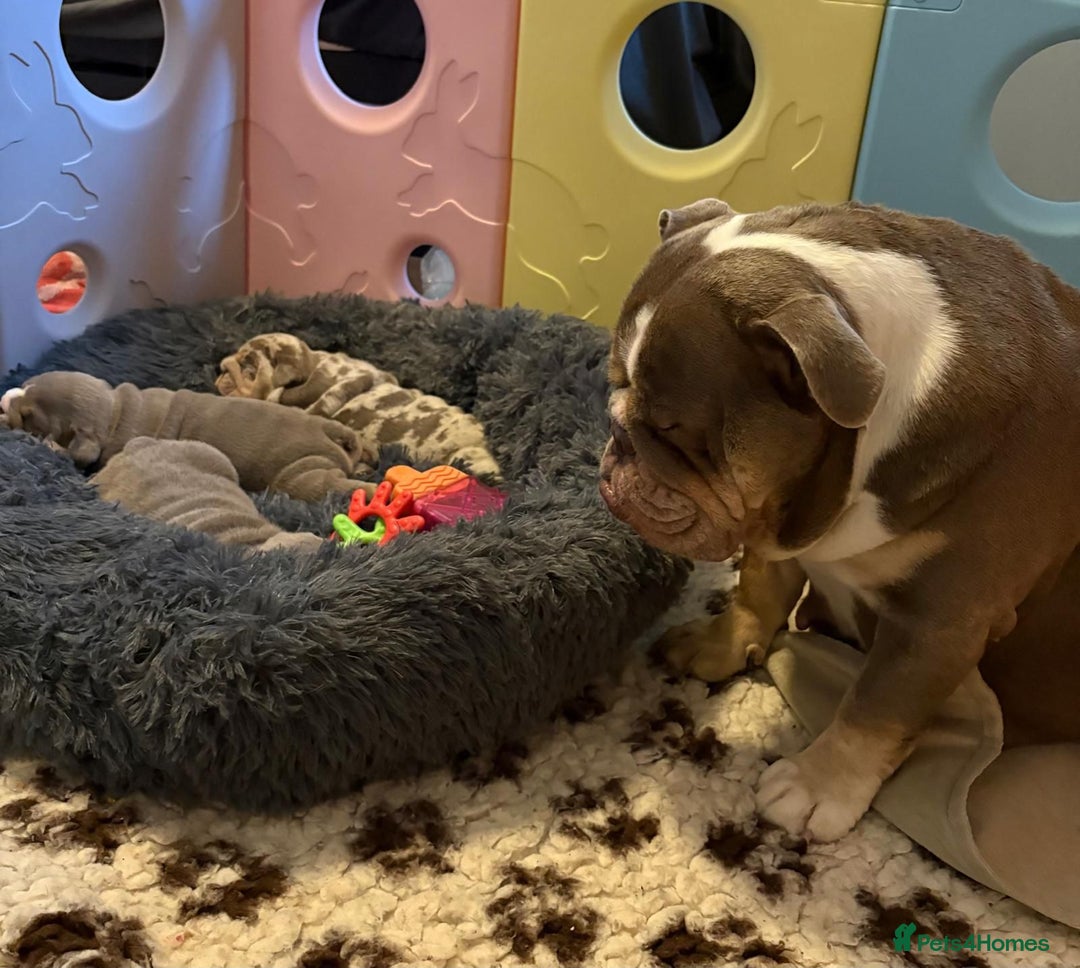 English Bulldog dogs for sale: English Bulldog Pups Fully health Tested Parents  - Advert 2