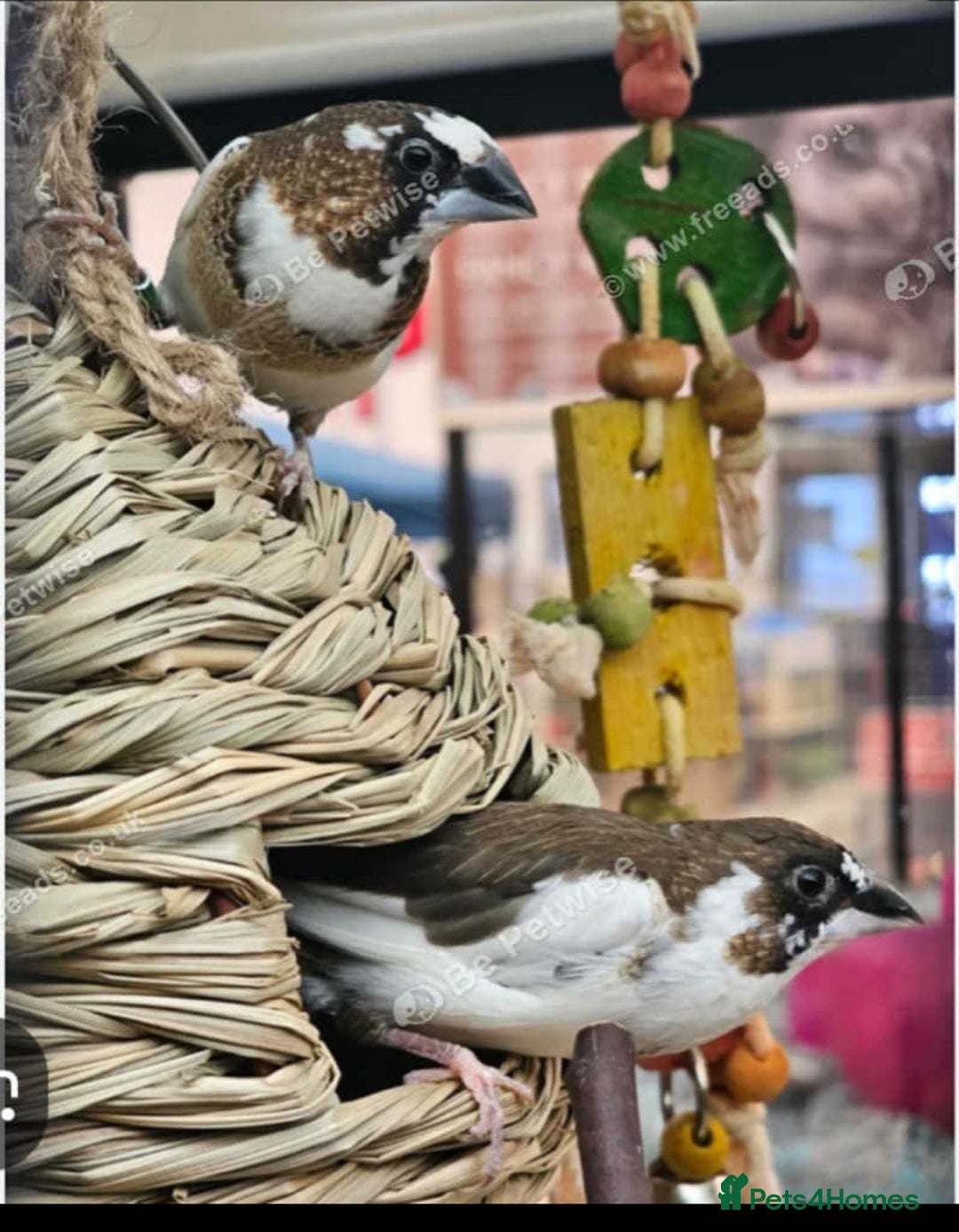 Canaries birds for sale: Zebras bengalese and silver bills - Advert 2