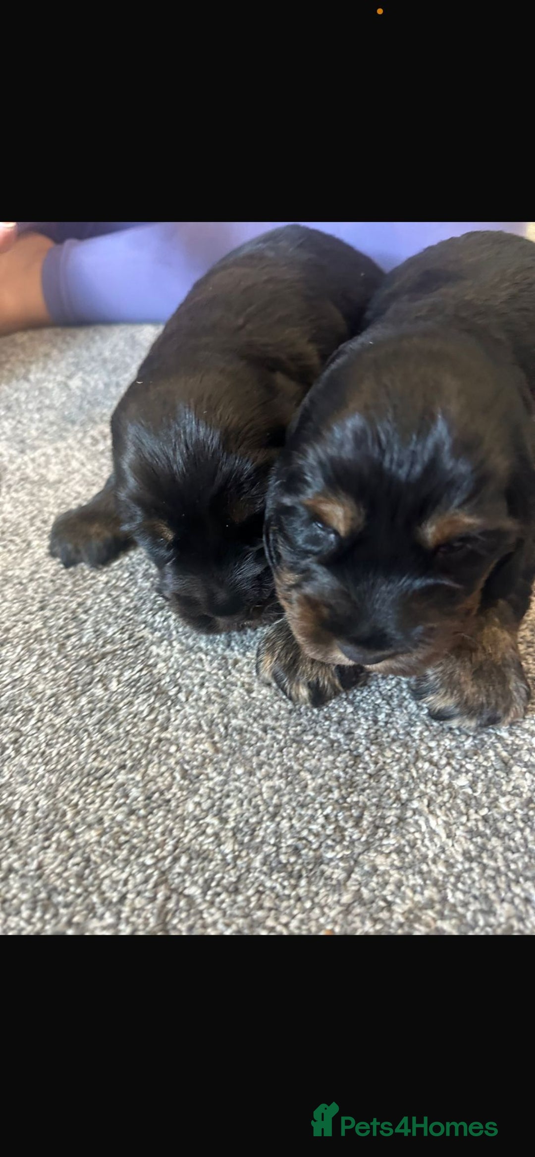 Cocker Spaniel dogs for sale: 2 boy cocker spaniel puppies  - Image 5