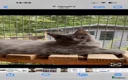 Maine Coon cats for sale: Gccf reg Maine coon kittens - Image 15