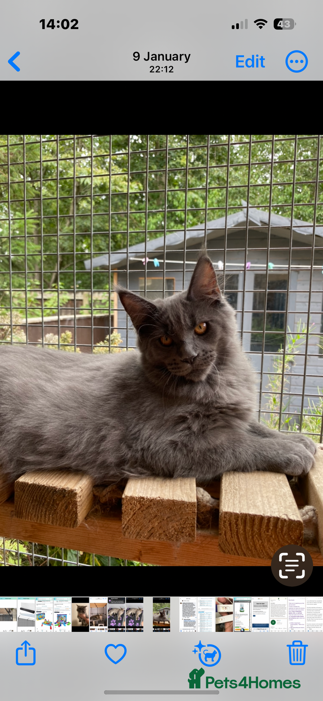 Maine Coon cats for sale: Gccf reg Maine coon kittens - Image 15