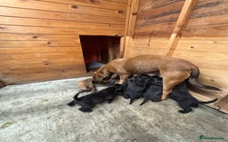 Mixed Breed dogs for sale: Boerboel X Mastiff - Image 8