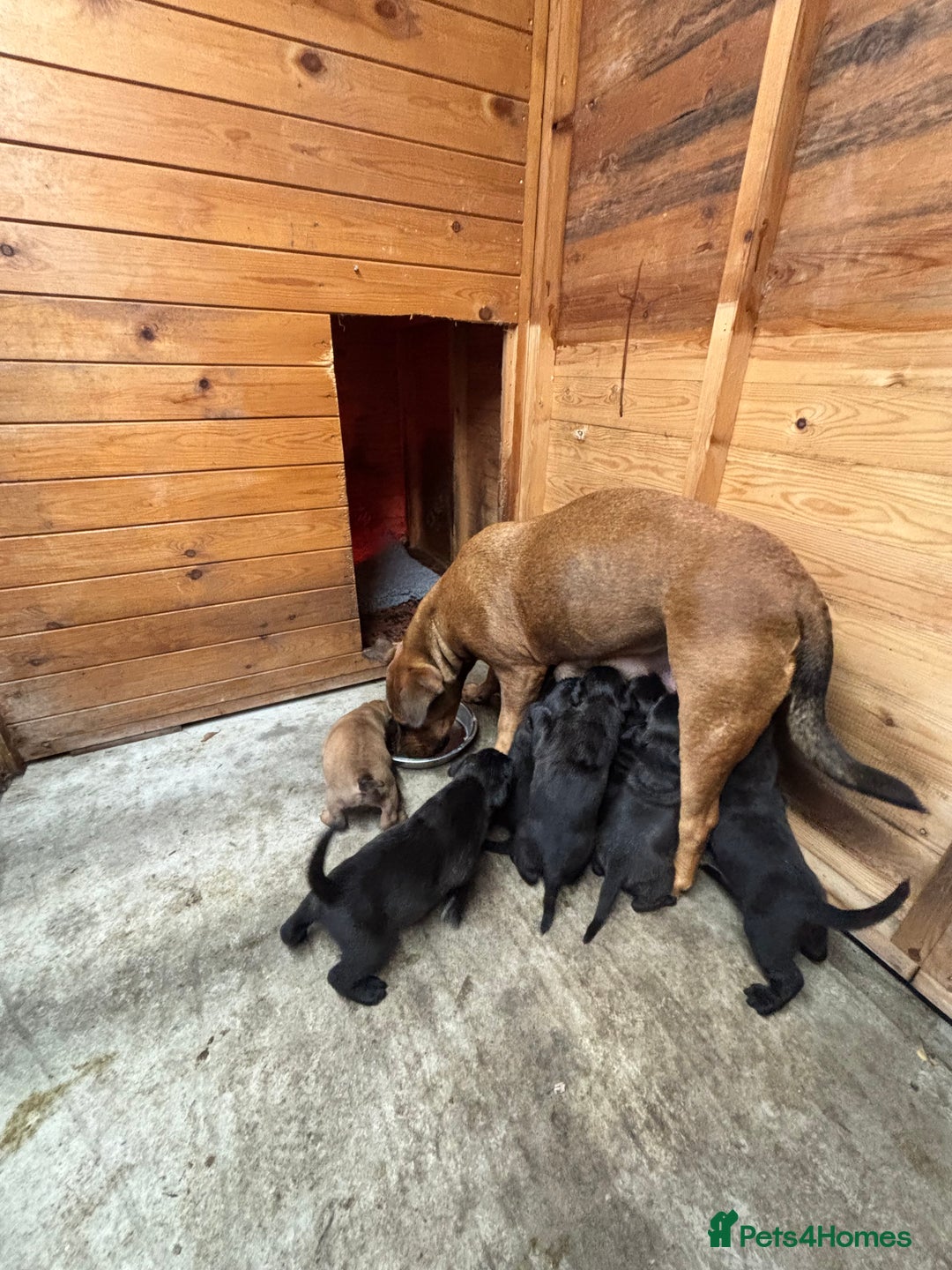 Mixed Breed dogs for sale: Boerboel X Mastiff - Image 8