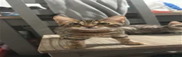 Bengal cats for sale: Brother & sister bengal kittens  in Hull - Advert 8