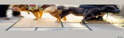 Shar Pei dogs for stud: Top quality full chco and tan bear coat  - Advert 9
