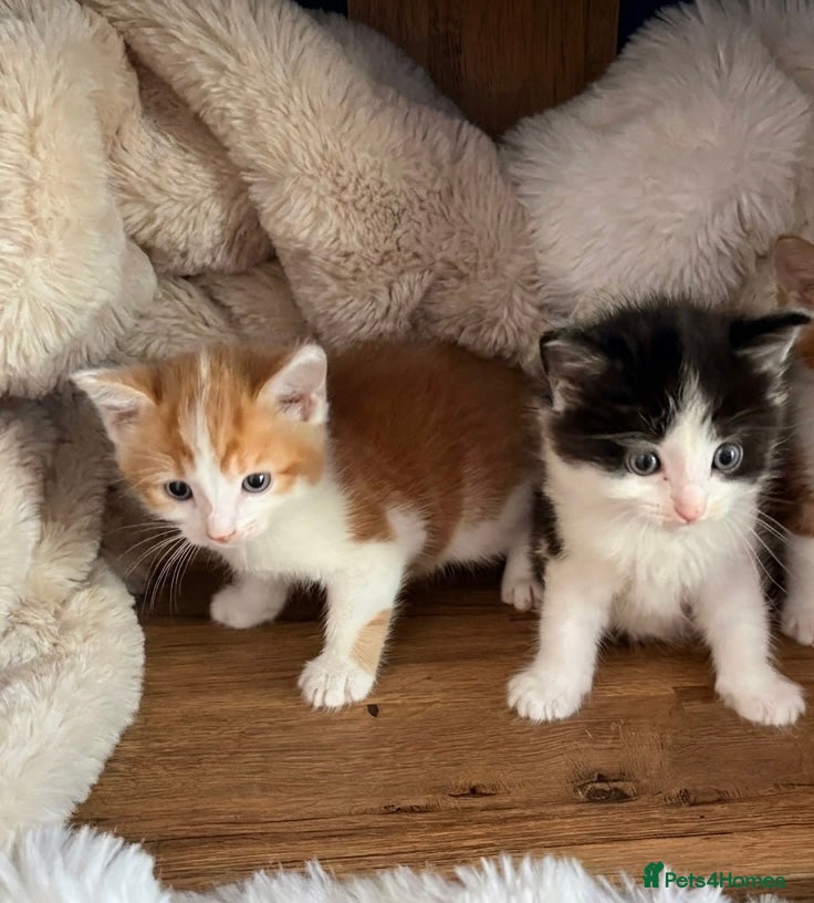 Mixed Breed cats 2 beautiful male kittens available now £195 - Advert 7