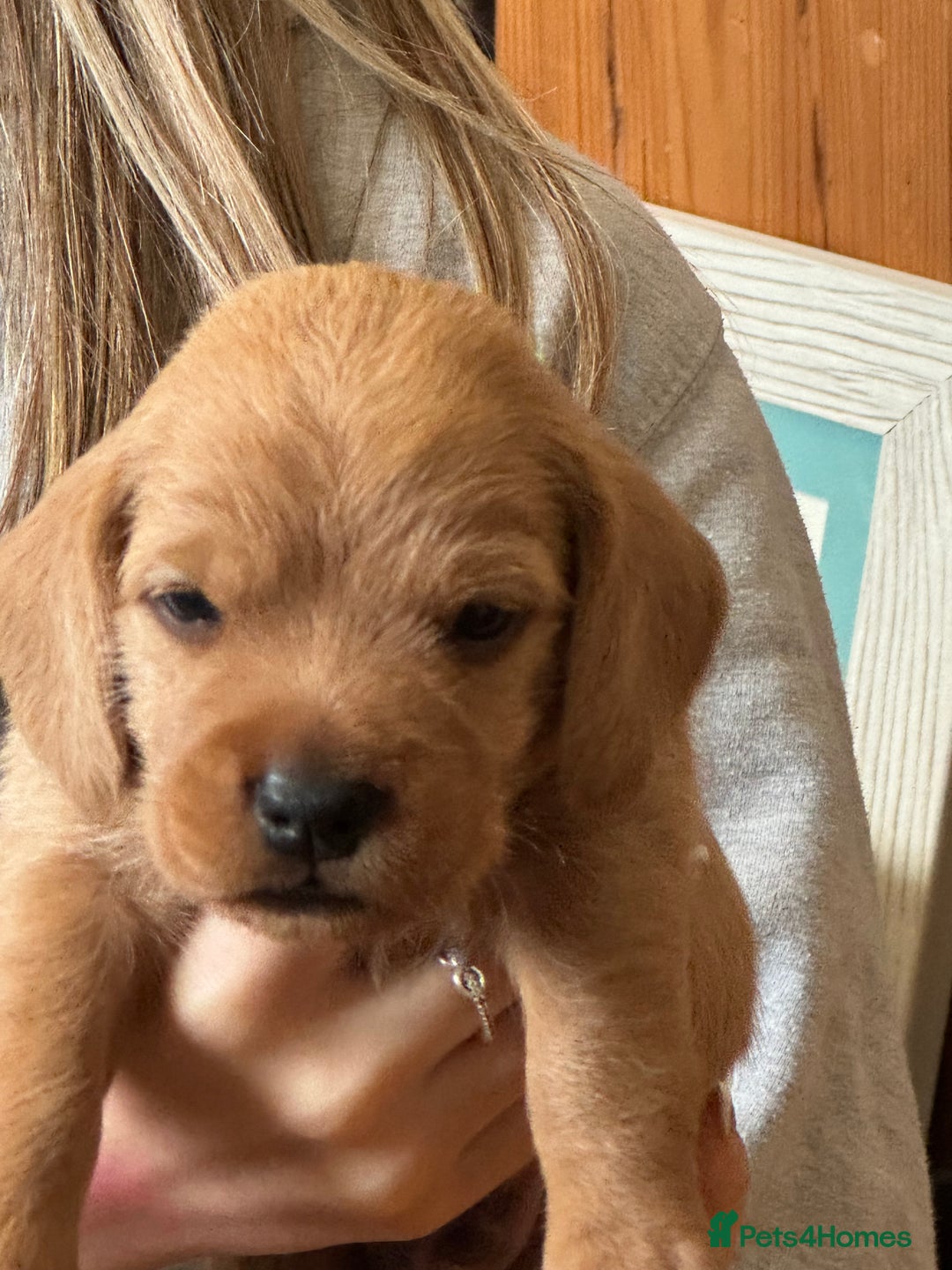 Basset Fauve De Bretagne dogs for sale: Basset Fauve De Bretagne Pups - Image 11