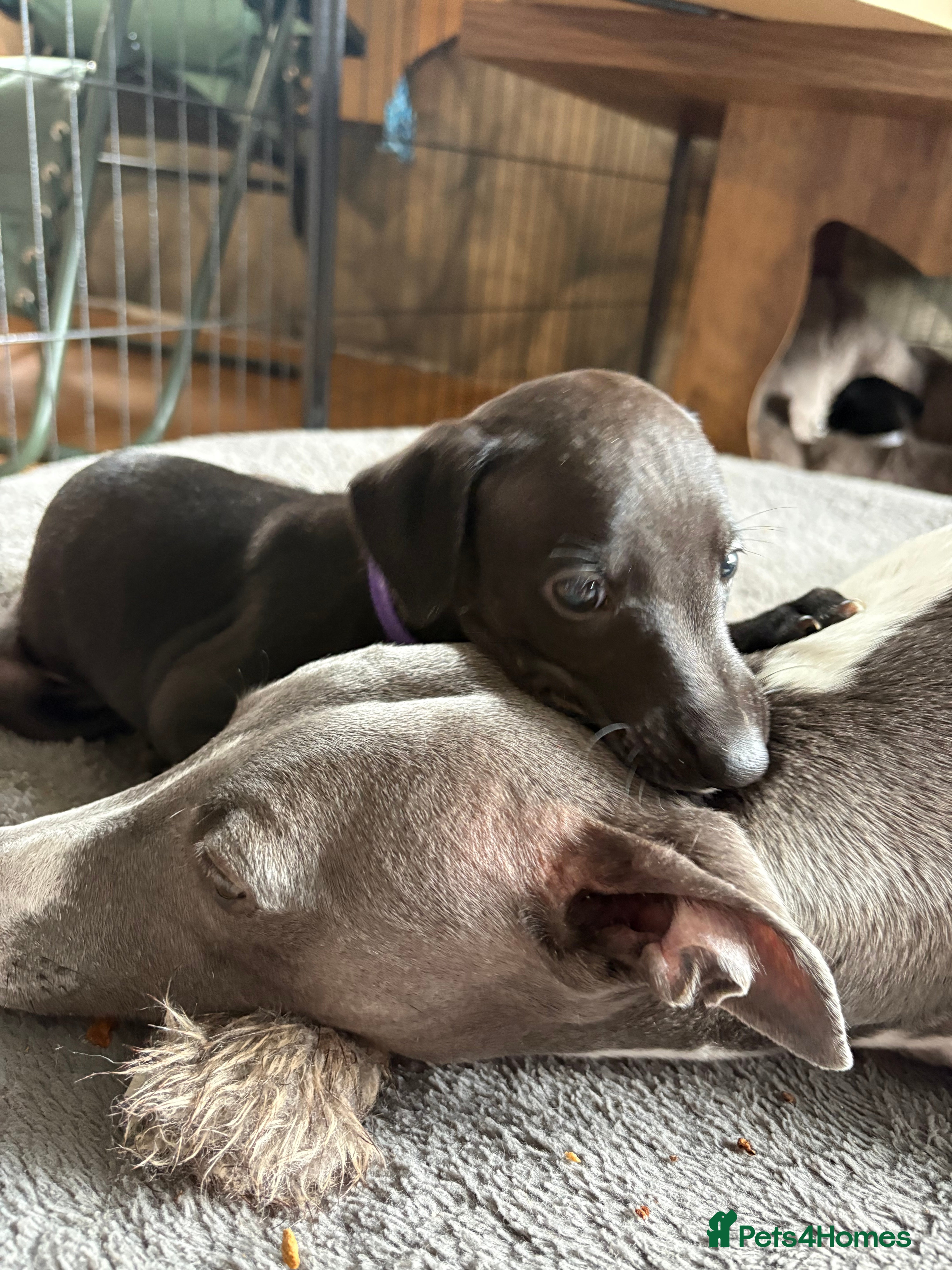 Whippet dogs KC reg Whippet Puppy 🐶  - Advert 2