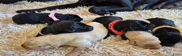 Labrador Retriever dogs for sale: Pedigree Labrador Puppies ready 10th September  - Advert 15