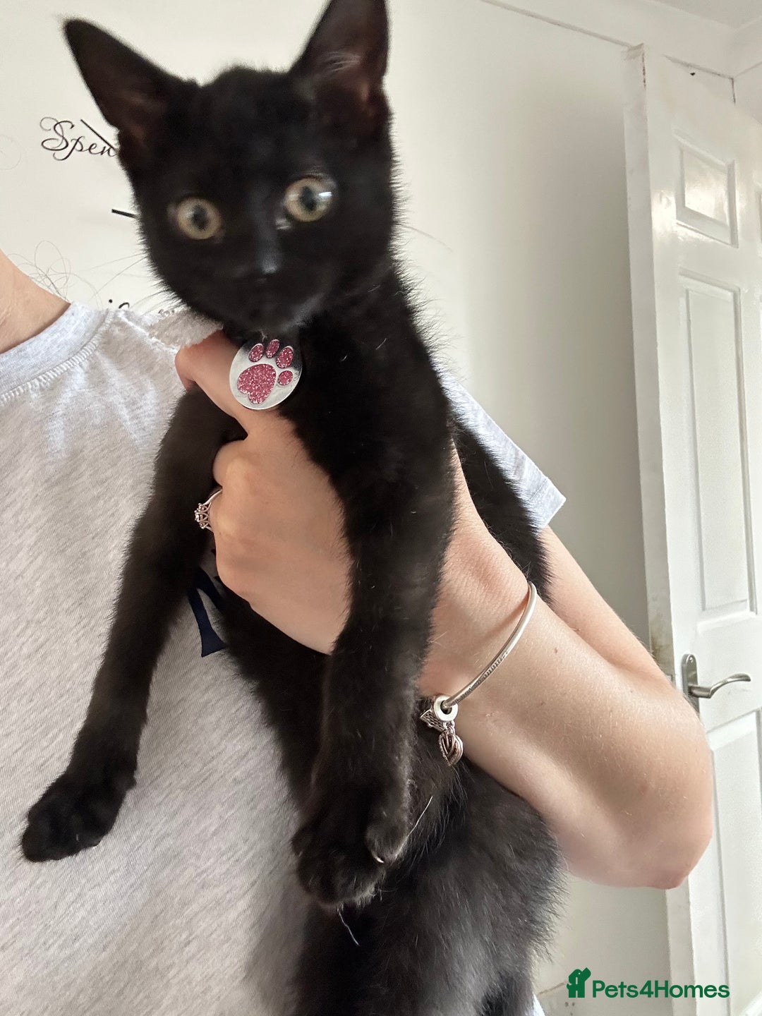 Domestic Shorthair cats for sale: Black female kitten needing loving home  - Image 7