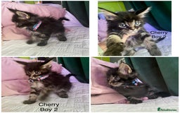 Maine Coon cats for sale: Gorgeous Black & Black Smoke kittens TICA parents - Image 5