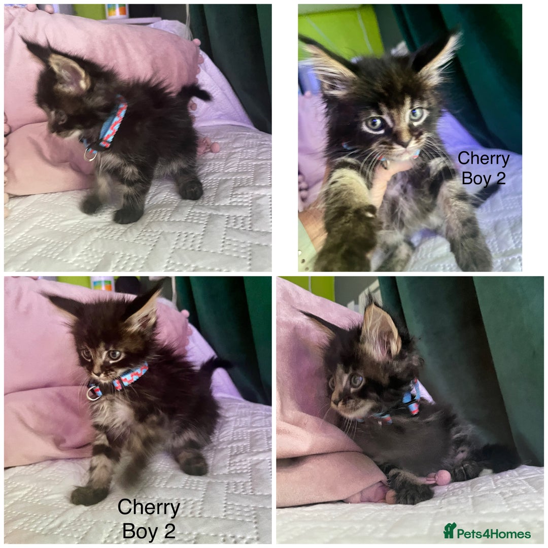 Maine Coon cats for sale: Gorgeous Black & Black Smoke kittens TICA parents - Image 5
