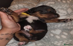 Mixed Breed dogs for sale: Border collie x irish/red setter puppies - Image 23