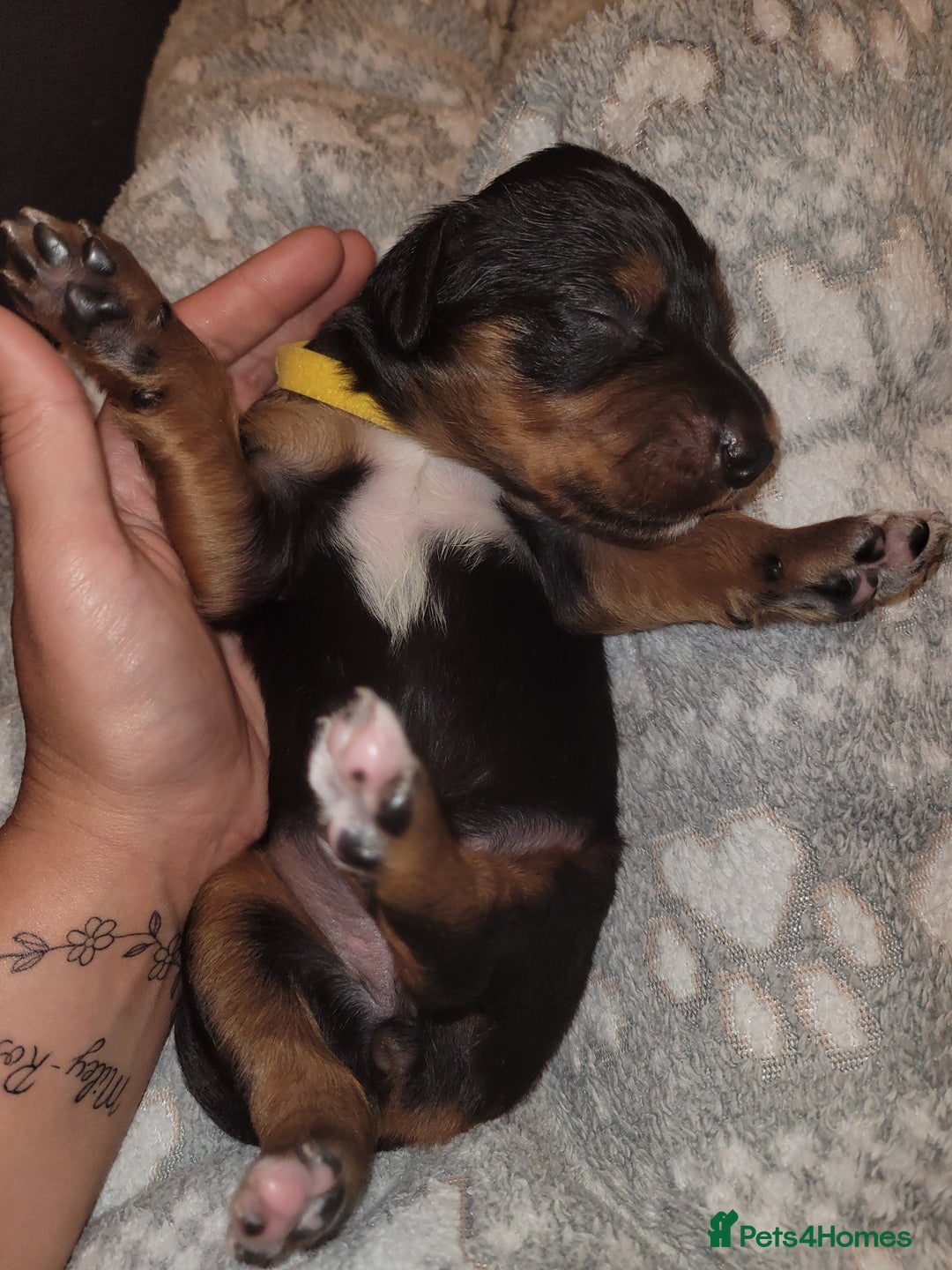 Mixed Breed dogs for sale: Border collie x irish/red setter puppies - Image 23
