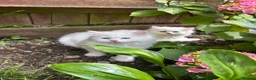 Persian cats for sale: Persian kittens for sale - Advert 13