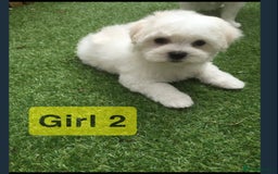 Maltipoo dogs for sale: Maltipoo Puppies  - Image 3