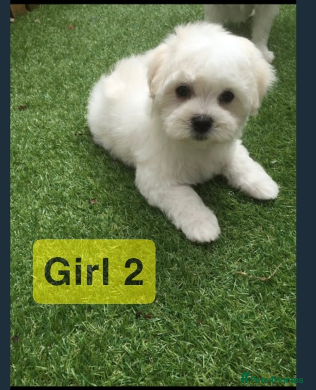 Maltipoo dogs for sale: Maltipoo Puppies  - Image 3