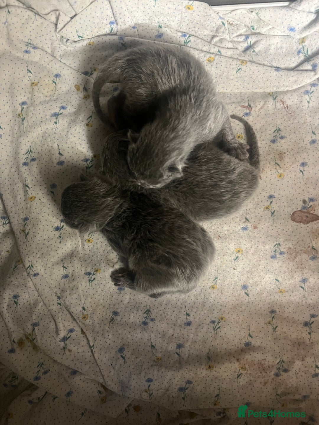 Russian Blue cats for sale: Adorable Russian blue kitten champion bloodline - Image 8