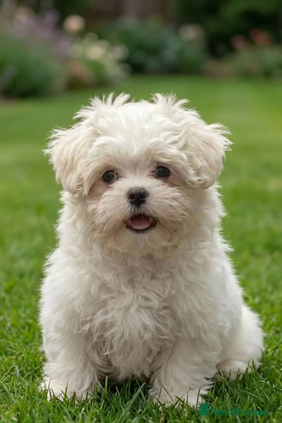 Maltese dogs for sale: Maltipoos ready now  - Advert 1