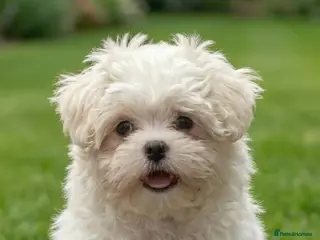 Maltese dogs Maltipoos ready now - Advert 1