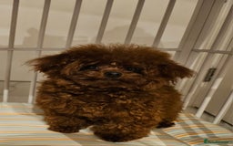 Toy Poodle dogs for sale: Female Asian Toy Poodle  - Image 3