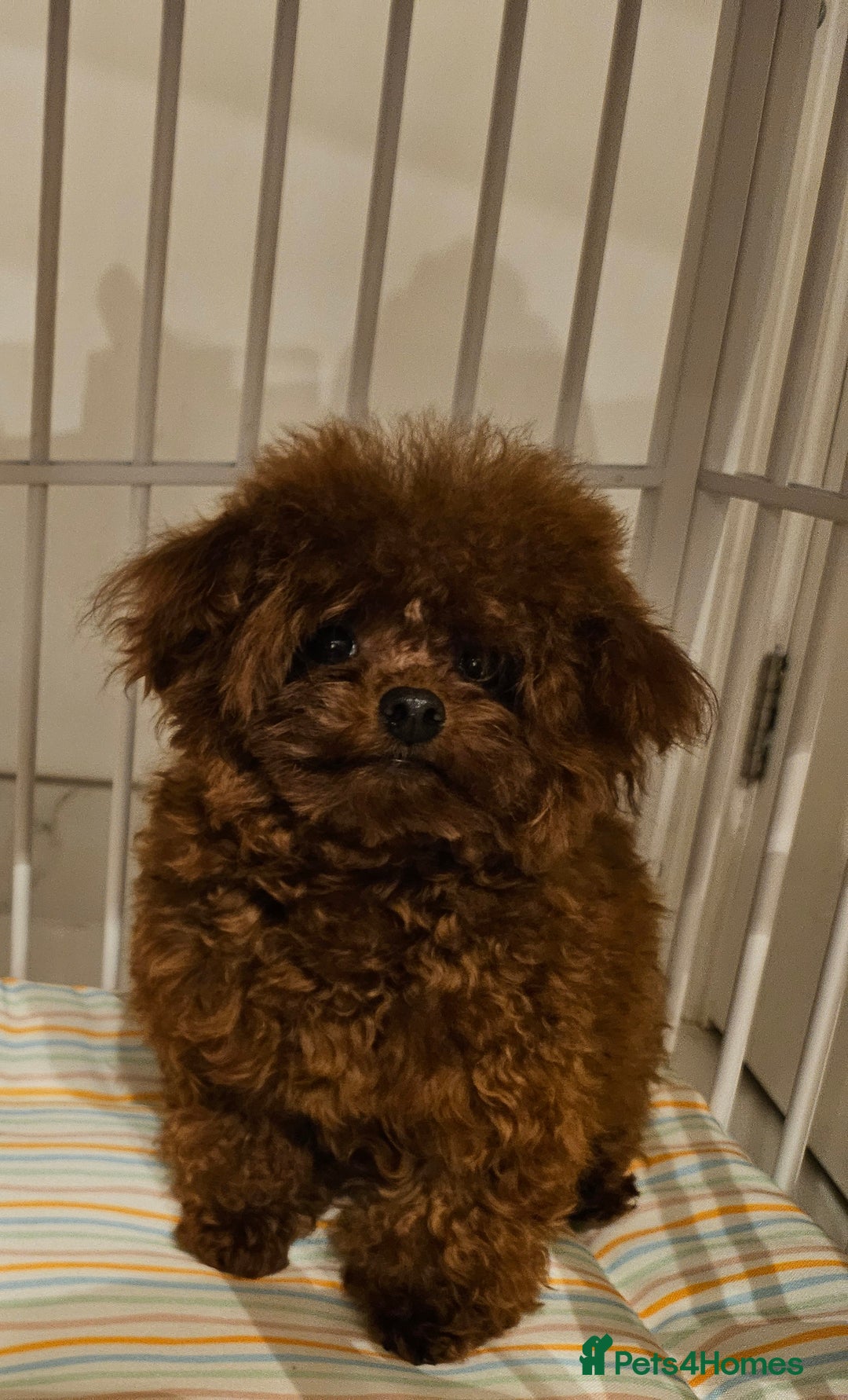 Toy Poodle dogs for sale: Female Asian Toy Poodle  - Image 3