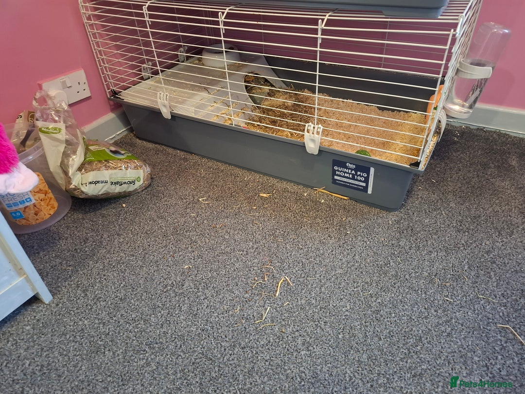 Guinea Pig rodents for sale: Male and female guinea pigs  - Image 4