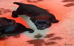 Cocker Spaniel dogs for sale: Litter of beautiful KC registered working cockers - Image 17