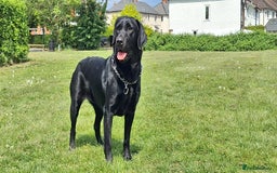 Australian Labradoodle dogs for sale: Miniture labradoodle puppies available  - Image 19