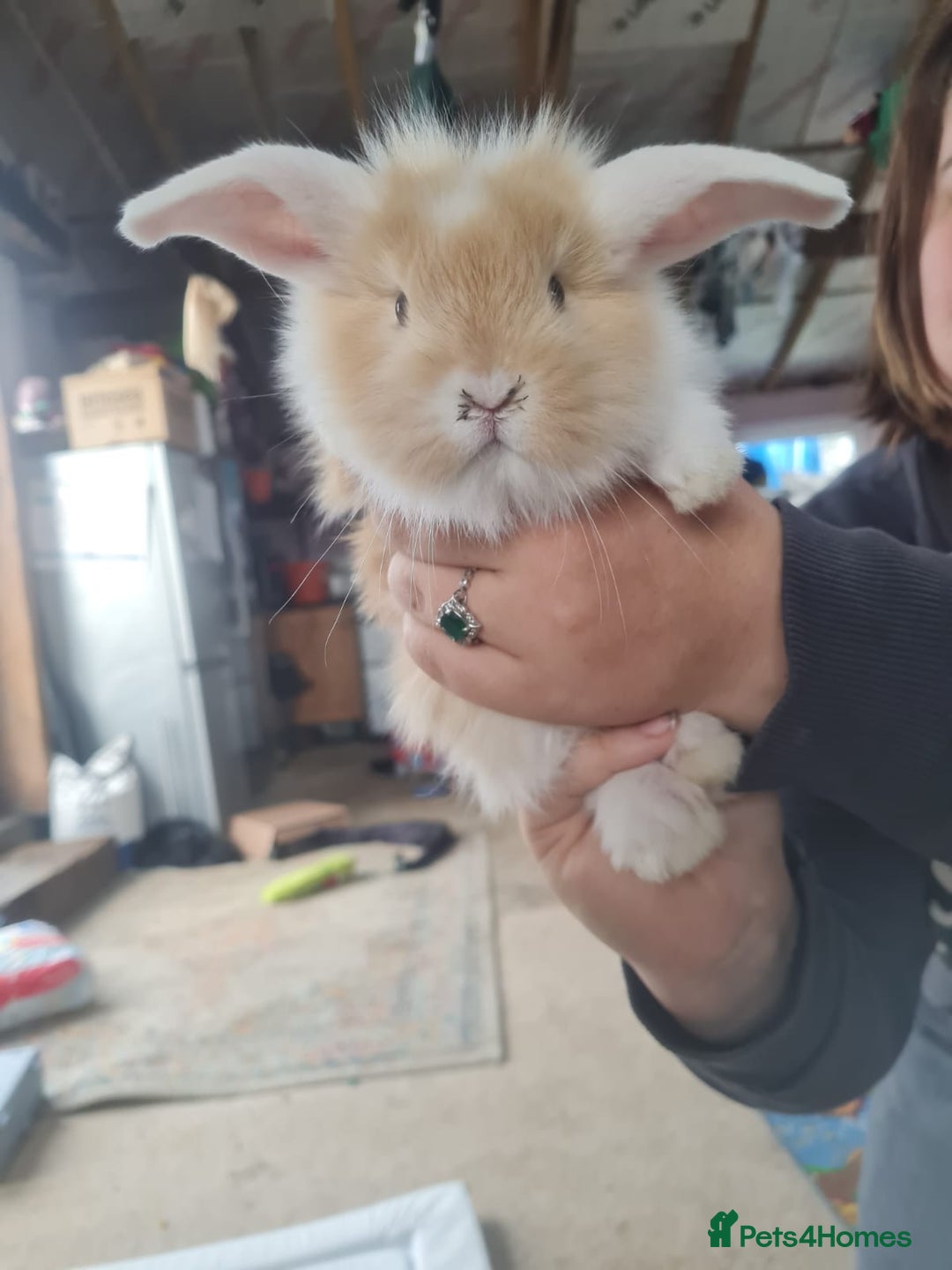Lionhead rabbits for sale: Three kits left - Image 2