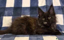 Maine Coon cats for sale: Beautiful Maine Coon Kitten - Champion Lines - Image 30
