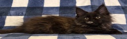 Maine Coon cats for sale: Beautiful Maine Coon Kitten - Champion Lines - Advert 31