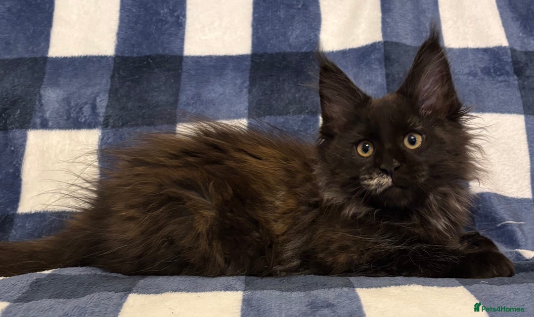 Maine Coon cats for sale: Beautiful Maine Coon Kitten - Champion Lines - Image 30