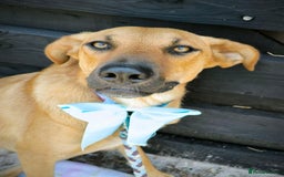 Mixed Breed dogs for adoption: 💖🐶 NIXIE 🐶💖 - Image 11