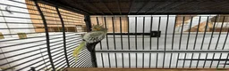 Cockatiels birds for sale: Semi tame cocktails  in Doncaster - Advert 3
