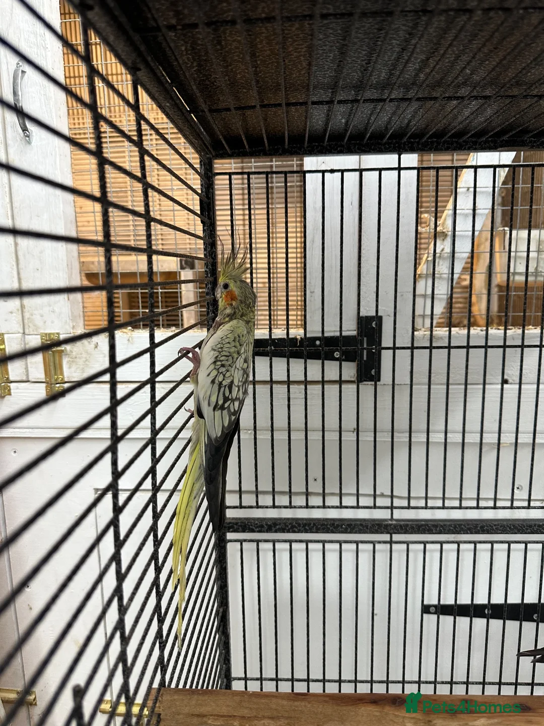Cockatiels birds for sale: Semi tame cocktails  in Doncaster - Advert 3
