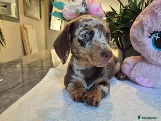 Miniature Dachshund dogs Beautiful Miniature Dachshund Ready to leave!♥️💙 - Advert 1