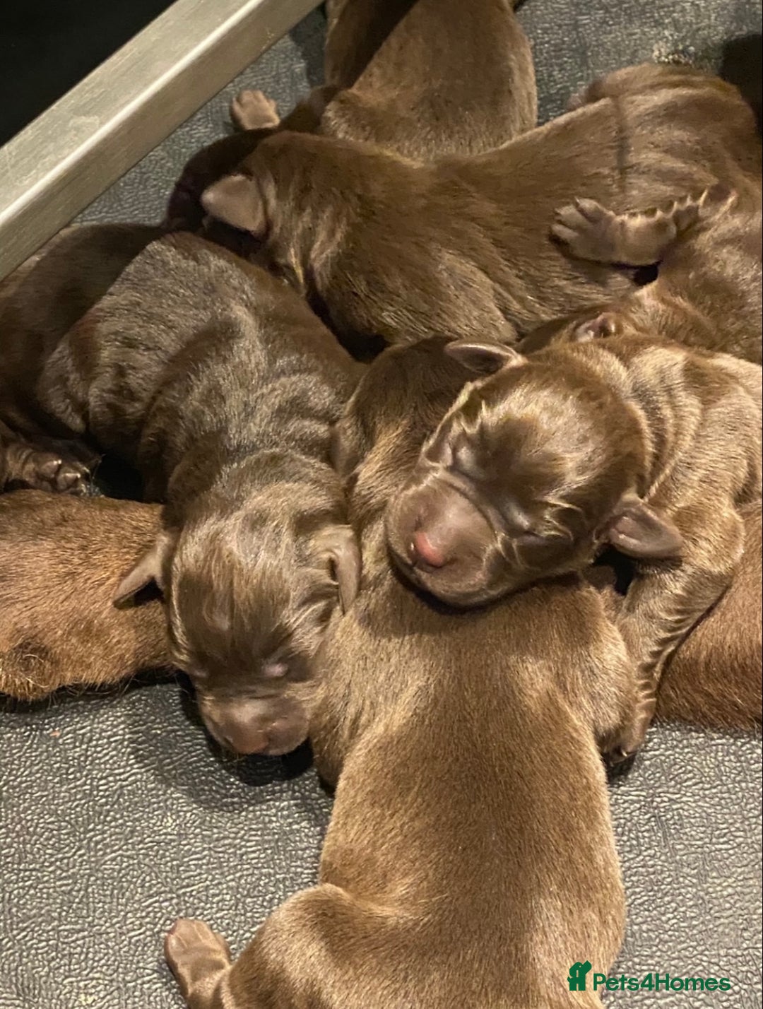 Labrador Retriever dogs for sale: 5 ⭐️  **  CHOCOLATE KC REG VET CHECKED, 1ST VAC - Advert 17