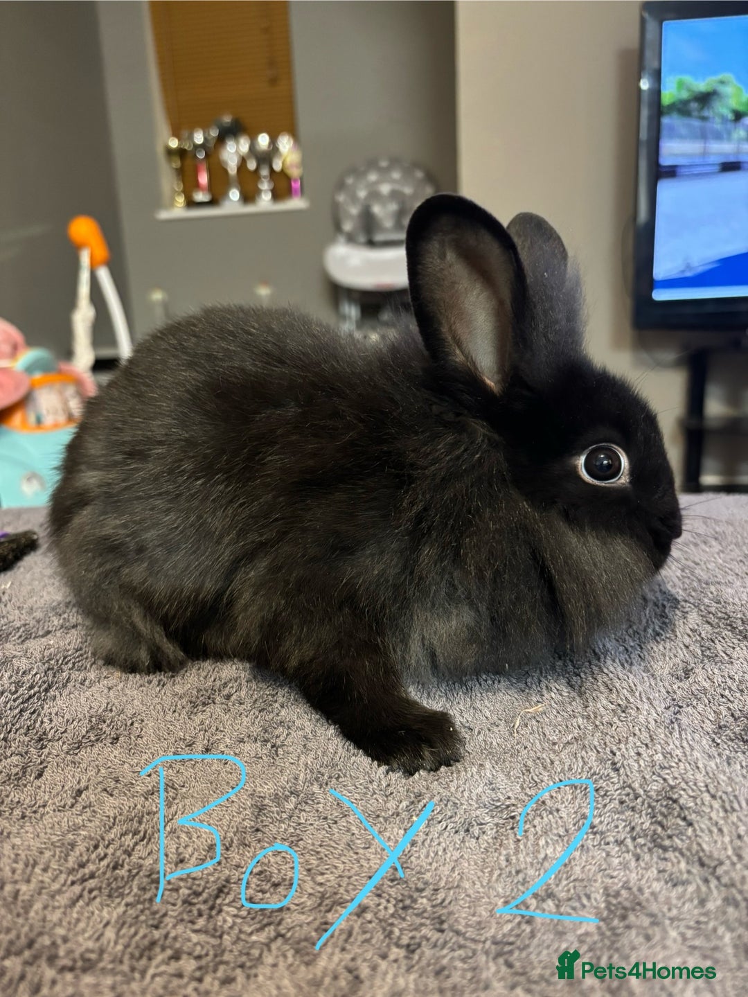 Lionhead rabbits for sale: Beautiful lionhead bunnies  - Advert 9