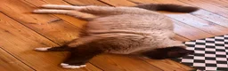 Ragdoll cats for sale: Stunning Male Seal Mitted in Oldham - Advert 8