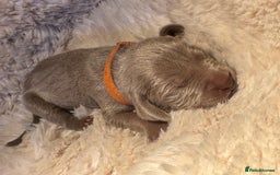 Weimaraner dogs for sale:  KC Reg Weimaraner Pups from Champion Bloodlines ✨ - Image 21