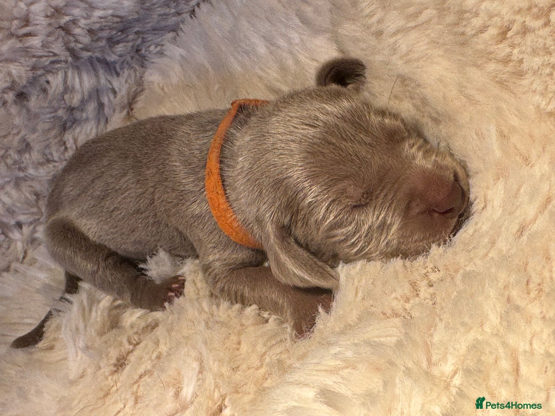 Weimaraner dogs for sale:  KC Reg Weimaraner Pups from Champion Bloodlines ✨ - Image 21
