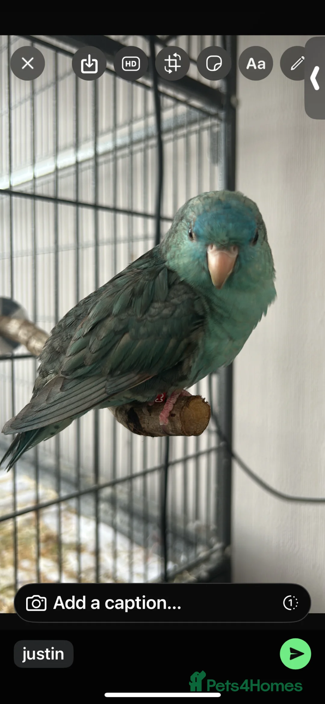 Parakeets birds for sale: Turquoise lineolated parakeet - Advert 1