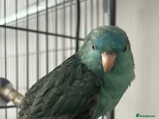 Parakeets birds Turquoise lineolated parakeet - Advert 1