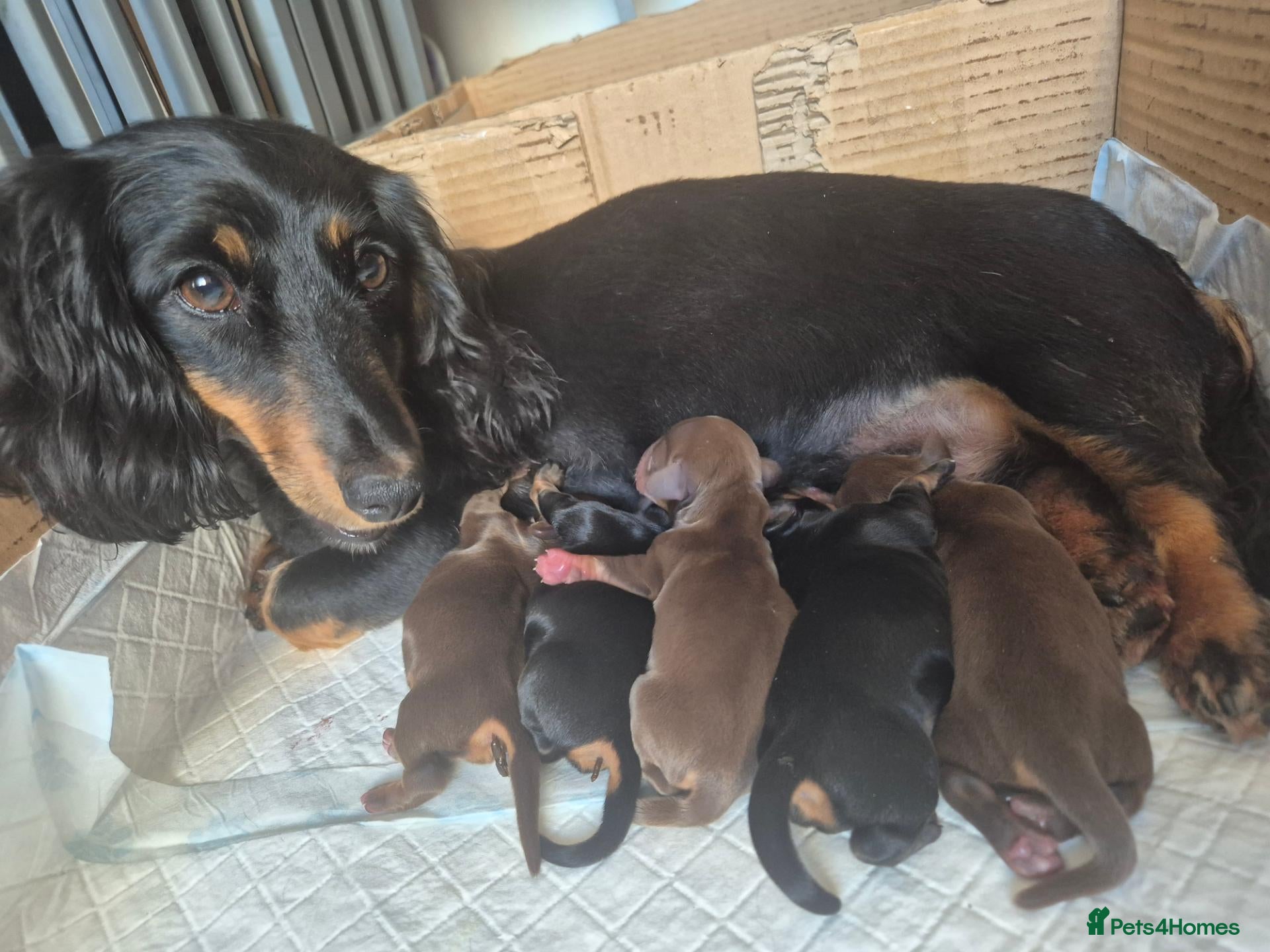 Miniature Dachshund dogs Miniature dashaund for sale  - Advert 8