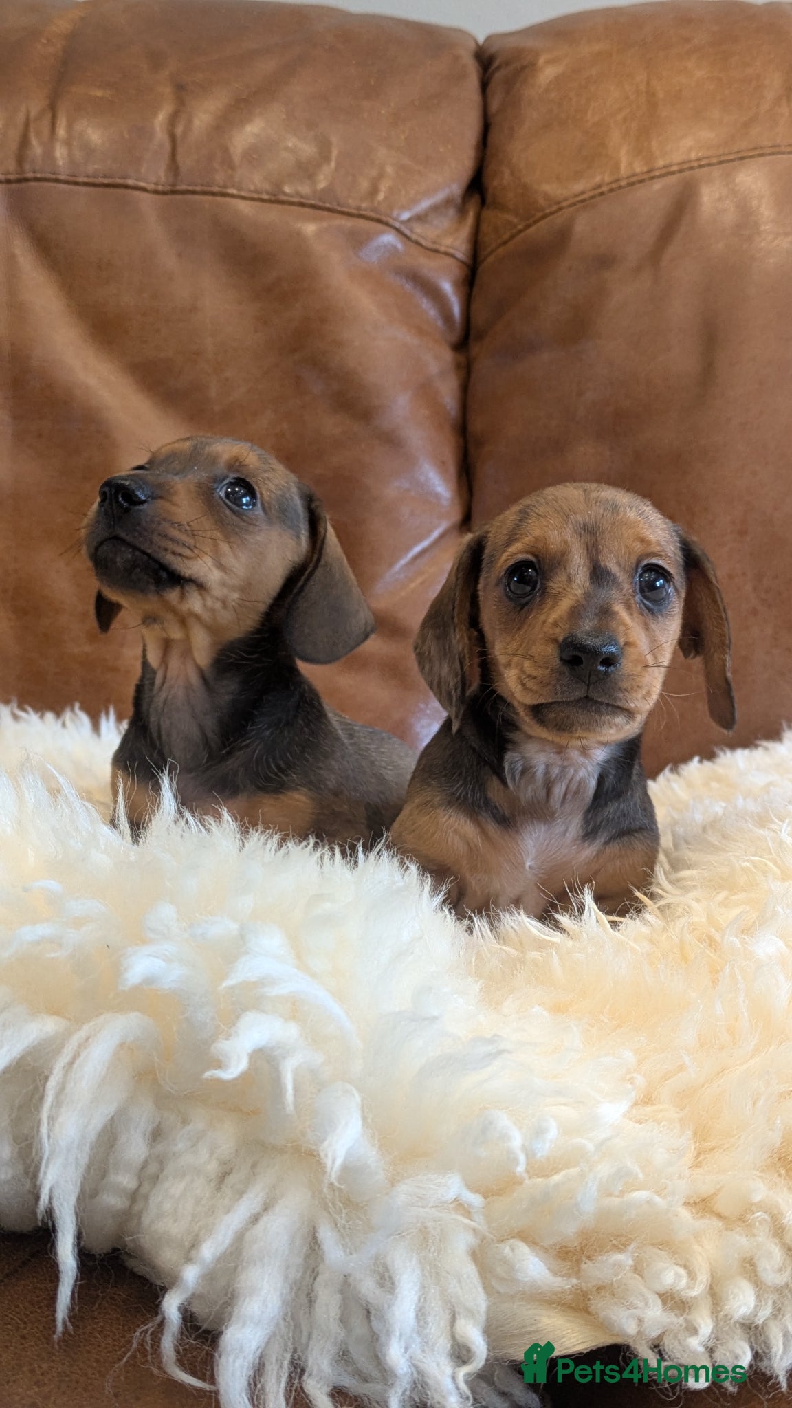 Miniature Dachshund dogs Beautiful Miniature Dachshund Puppies  - Advert 1