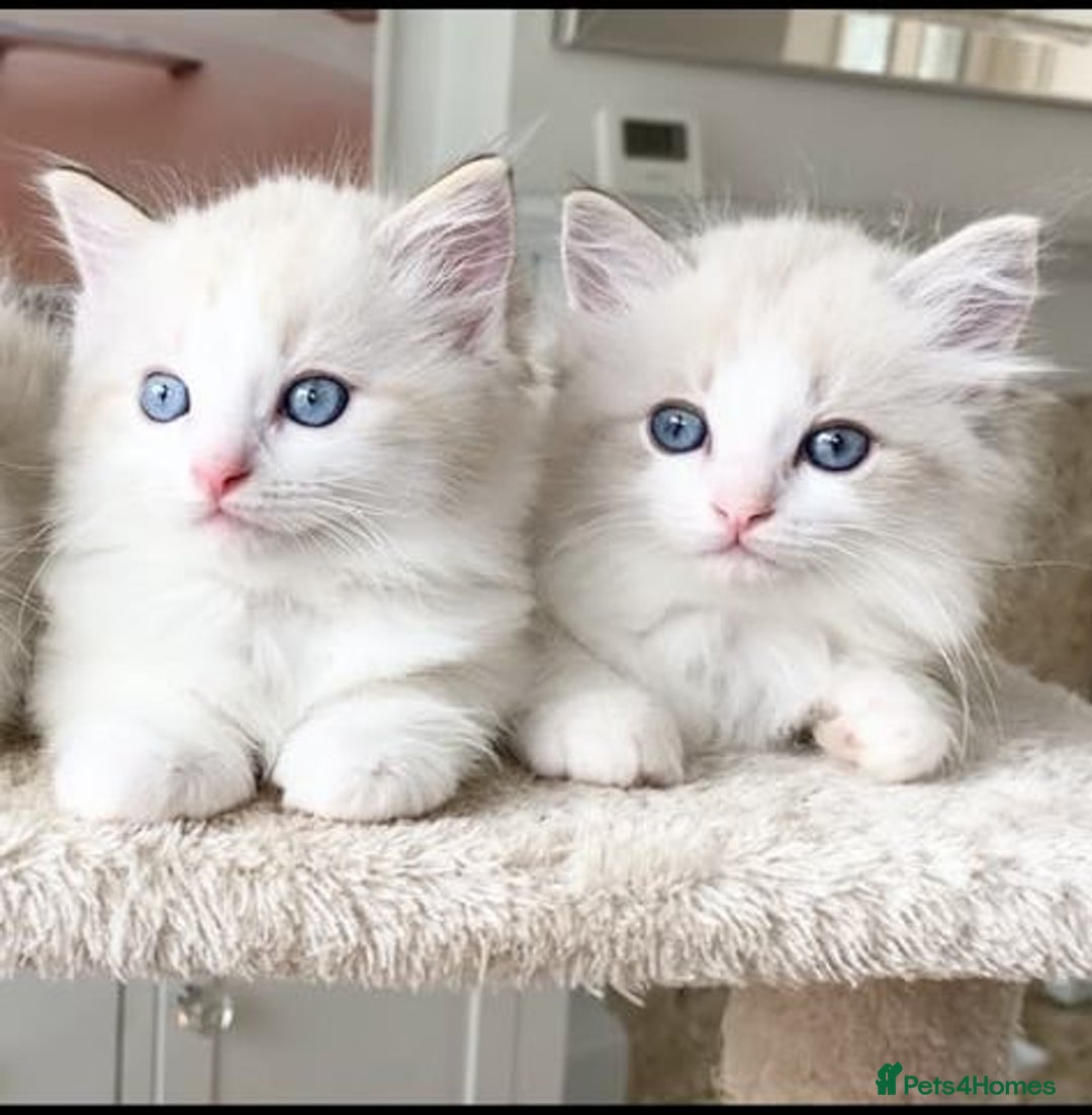 Ragdoll cats for sale: INDOOR TWO MALE GCCF REGISTERED RAGDOLL KITTENS - Image 11